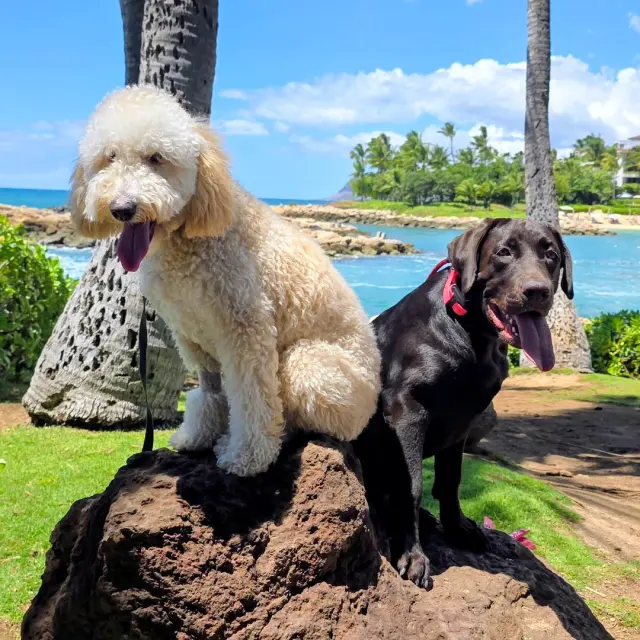 Dog sitting calmly during training