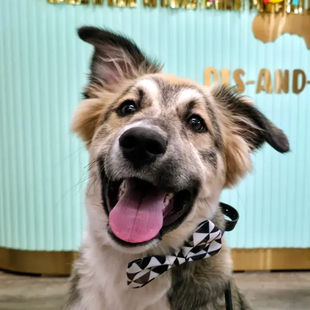 Young dog looking attentive during puppy training