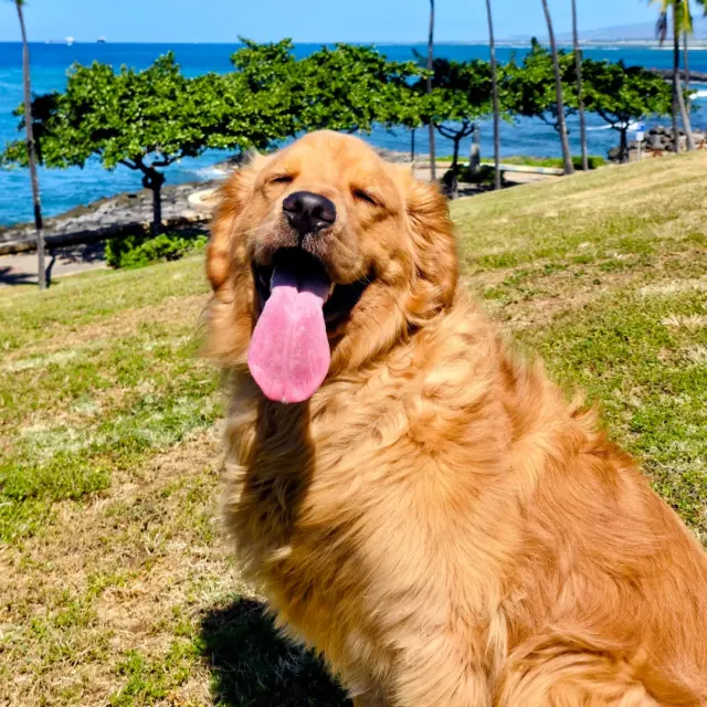 Dog practicing focus in a training setting