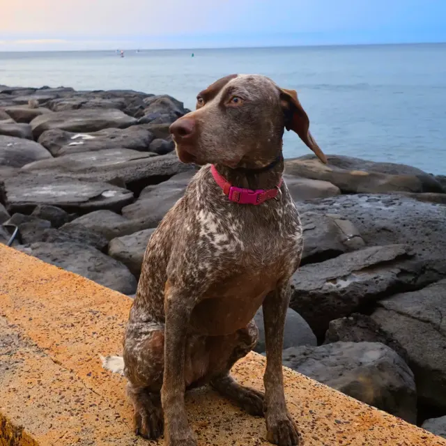 Dog practicing calm handling preparation